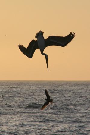 Pelikan bei der Jagd